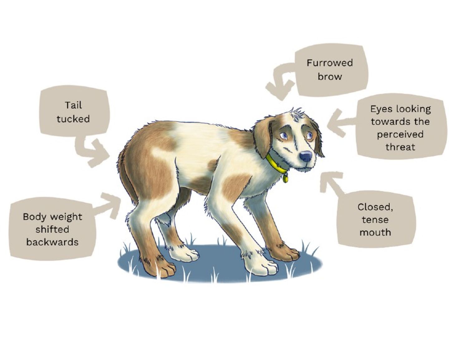 Dog anxiety discount